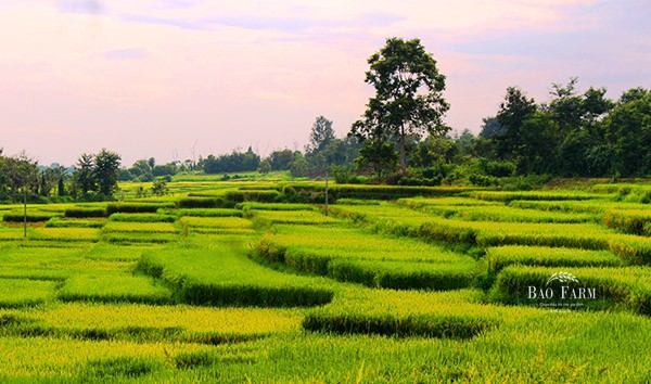Vùng nguyên liệu